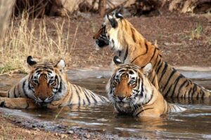 GREENPOINTRESORTANGUL